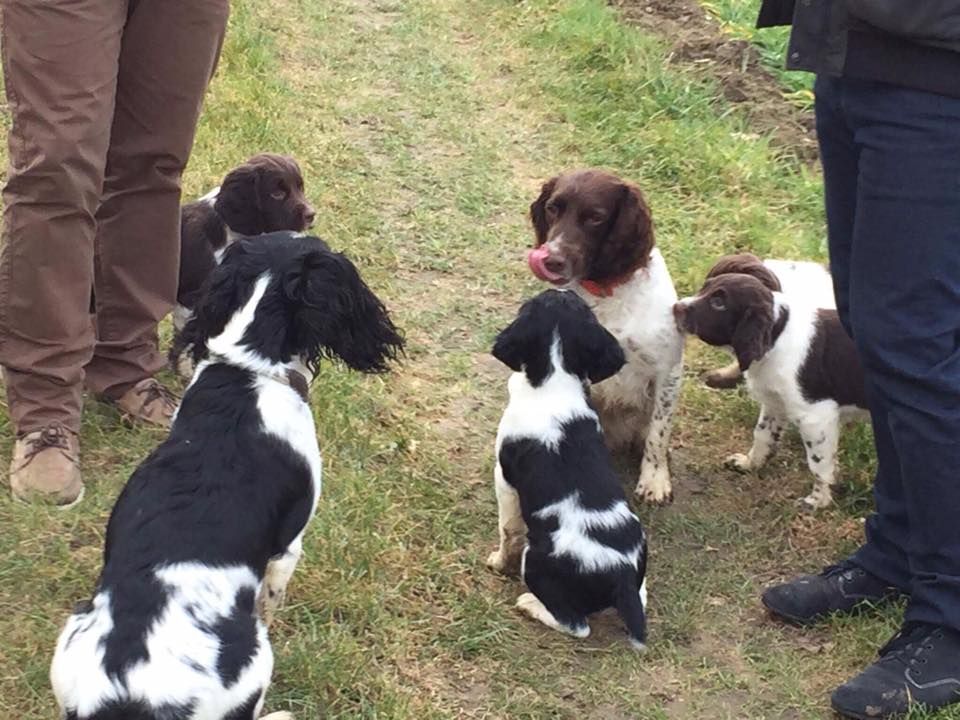 Chiot English Springer Spaniel De La Montagne Couronnée