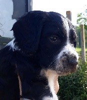 CHIOT